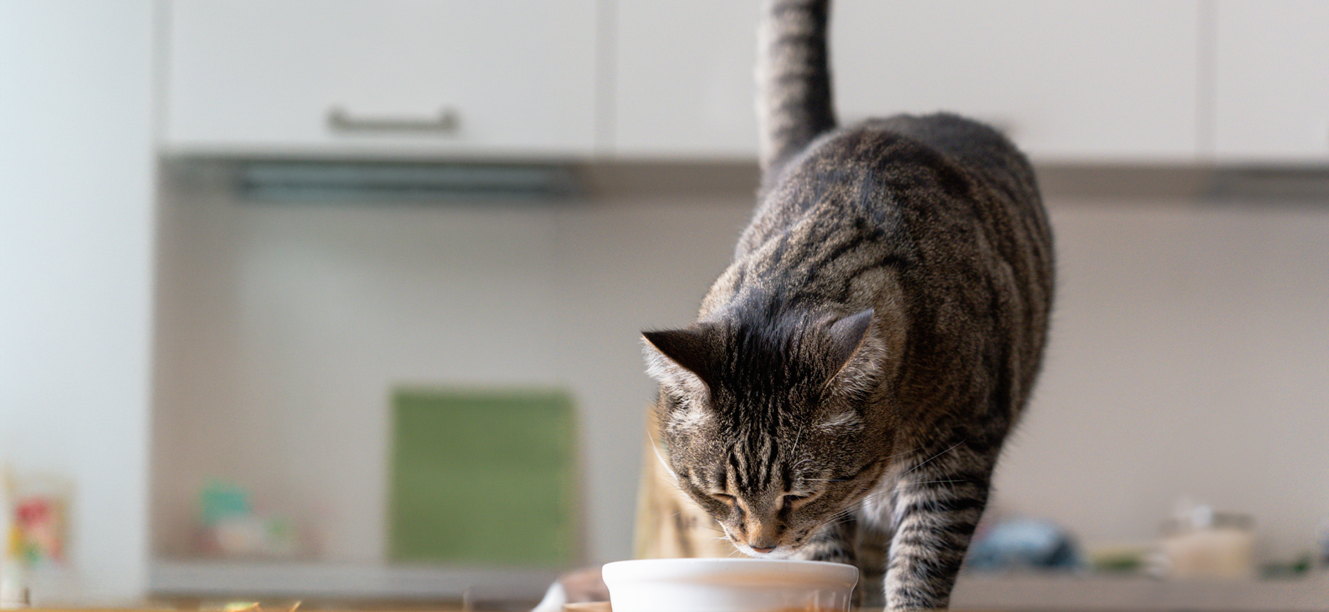 gatos carnívoros estrictos